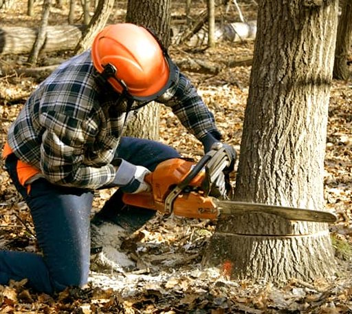 Tree Removal in Paris, TN